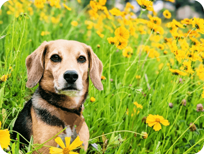 ペットをお墓に納骨したい方