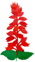 サルビアの花